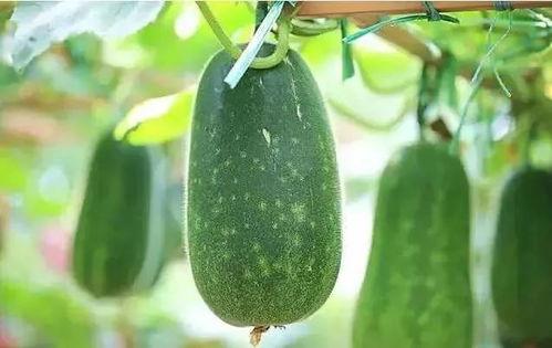 阅文吃瓜,揭秘网络文学圈的那些事儿