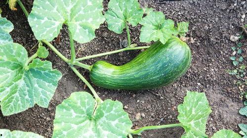 瓠瓜催芽多久可以吃,快速品尝新嫩美味！