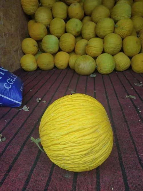 圆面瓜怎么吃,解锁美味新体验