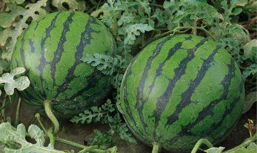 哪里吃瓜最好吃,揭秘“哪里吃瓜最好吃”的秘密