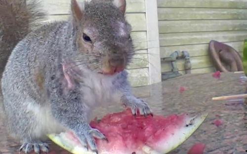 松鼠可以吃瓜吗