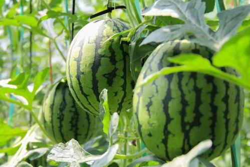 今日吃瓜在线吃瓜,在线围观娱乐圈新鲜事