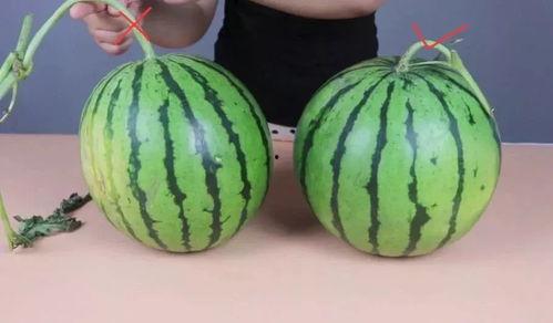 晚上吃土瓜会胖吗