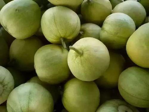 树瓜咋个吃,解锁美味新体验