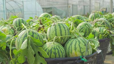 吃瓜网络素材视频,趣味横生,笑料百出