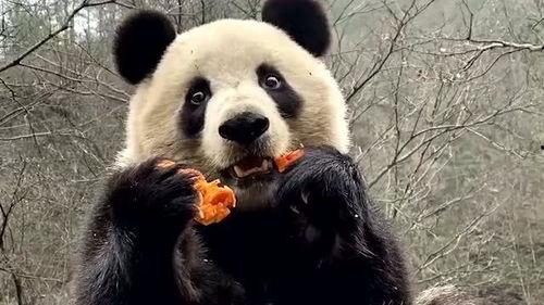 熊猫吃瓜直播间,揭秘网红美食背后的故事