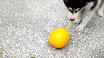 吃瓜的鬼,揭秘“吃瓜群众”背后的神秘世界