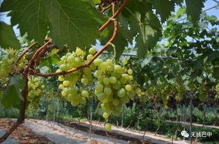 巴中吃大瓜,大瓜盛宴，味蕾狂欢之旅