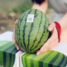 喜欢吃瓜的人,揭秘那些瓜不离手的美食爱好者