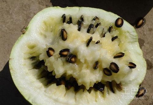 吃籽瓜缺点,口感与营养的权衡之谜