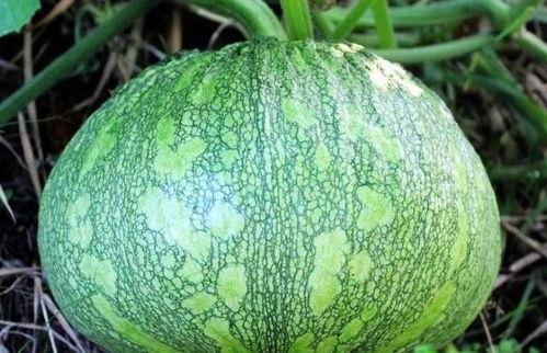 吃方瓜坏处,揭秘潜在危害与注意事项