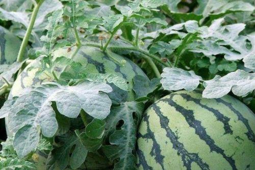 先吃李子后吃瓜,探寻美食的层次之美